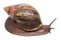 Archachatina puylaerti adult